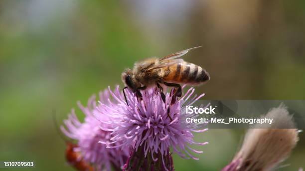 Bee In Nature Stock Photo - Download Image Now - Awe, Beauty, Beauty In Nature