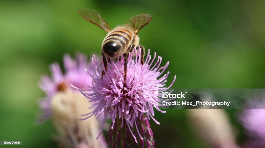 Closer bee on flower Bee getting a anectar on flower Awe Stock Photo