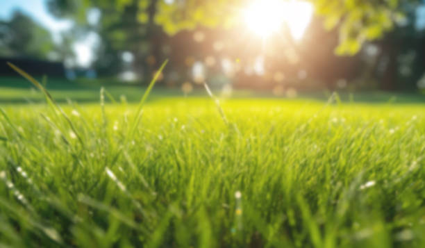 istock Summer background with blurred bokeh, green grass and sunbeams. 1510714945