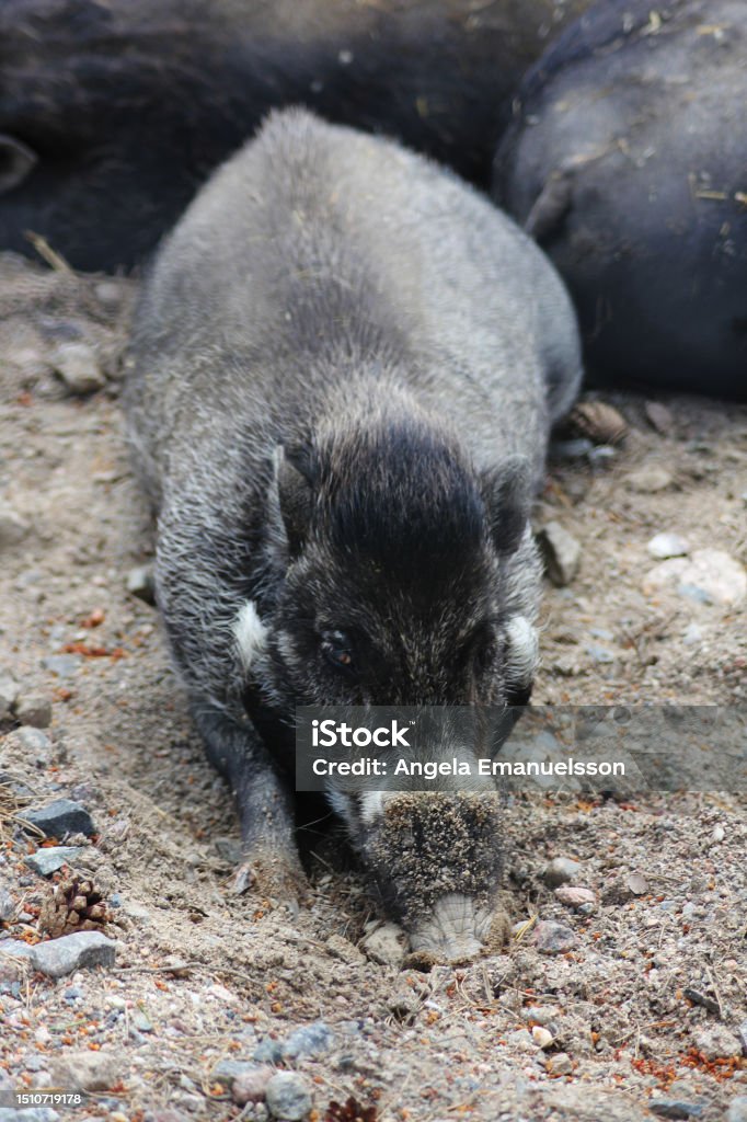 A wild hog Animal Stock Photo