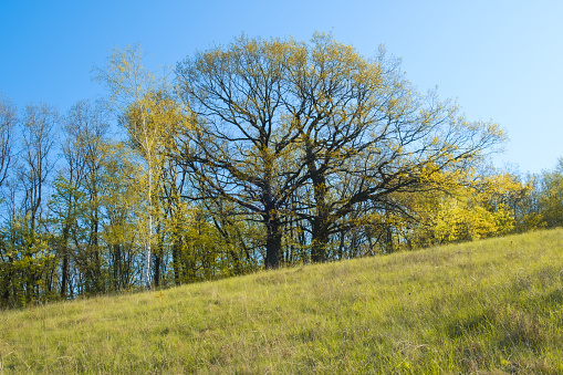 Spreading Tree - oak on the hillside in early spring in the afternoon. The leaves on the oak had just begun to bloom.