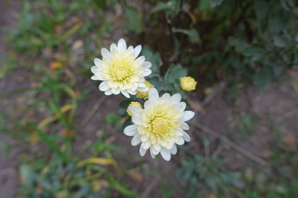 istock 2 ivory white flowers of Chrysanthemums in October 1510737306