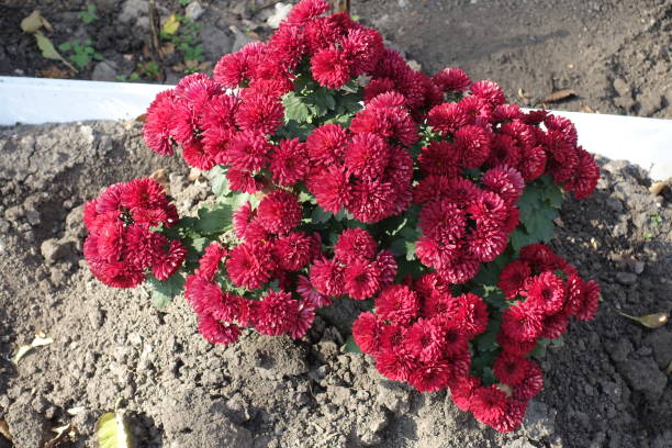 istock Blossoming bush of red Chrysanthemums in October 1510741134