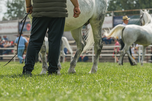 Horses and people at outdoor equestrian event on traditional agricultural fair, selective focus