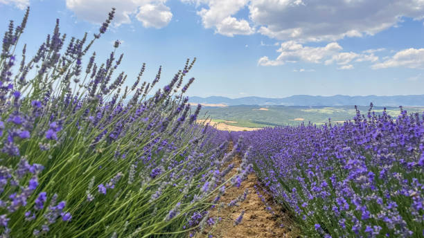 istock Lavender field and purple lavender flowers 1510743873