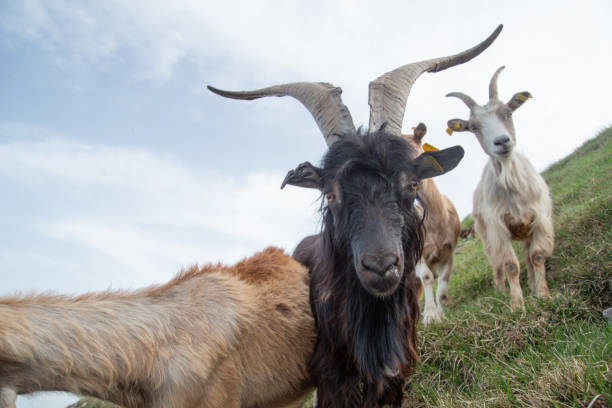 istock Grazing goats in the Menna mountains 1510745461