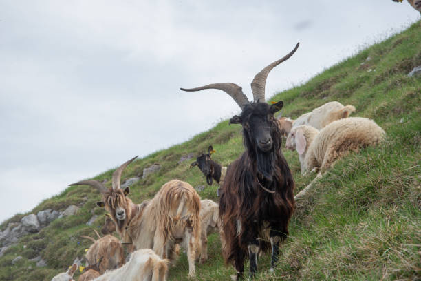 istock Grazing goats in the Menna mountains 1510745767