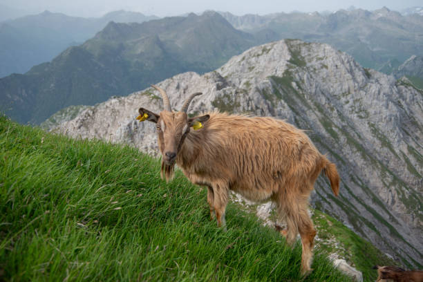 istock Grazing goats in the Menna mountains 1510745979
