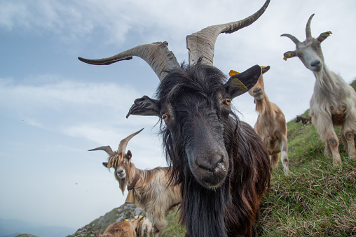 Herd of goats grazing in the Menna mountains