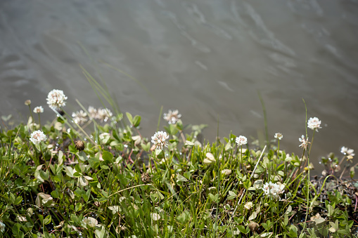 Clover flowers near the water