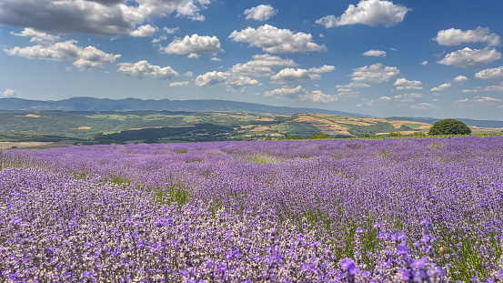 A Captivating Dance of Purple. An Adventure Amidst Lavender Flowers in the Lavender Field