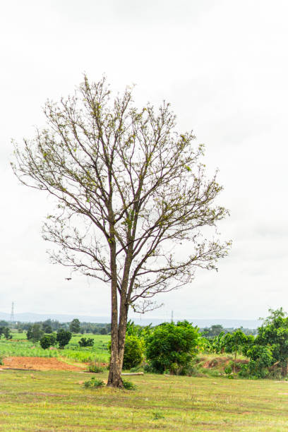istock Lonely big tree in the wide meadow 1510751146