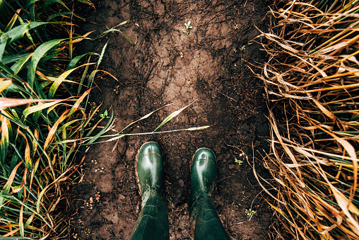Top view of rubber boots in cultivated wheat field, farmer standing in muddy soil of cereal crop plantation, pov shot
