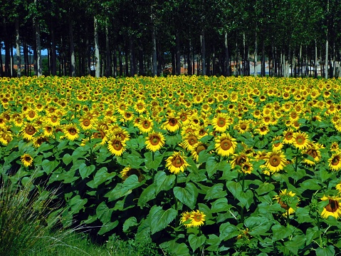 sunflower fields in july month in Navianos of Valverde in Spain
