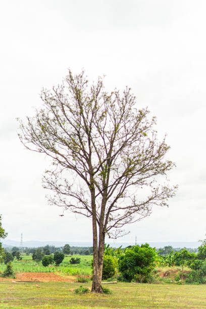 istock Lonely big tree in the wide meadow 1510753567