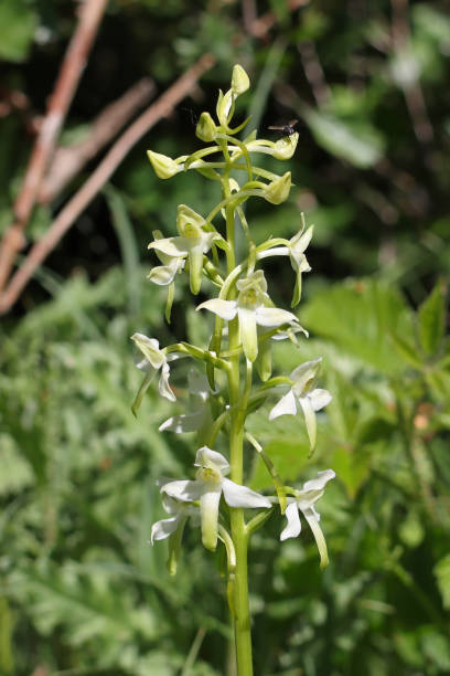 istock Greenish-flowered flowerer - Greater butterfly-orchid (Platanthera chlorantha). 1510755658
