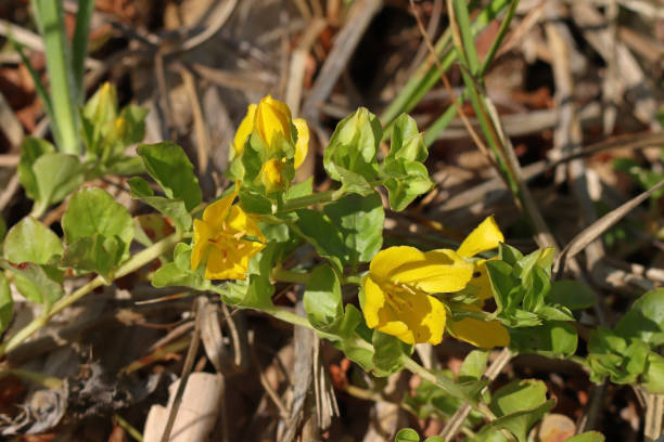 istock Nummular lysimachus - Moneywort (Lysimachia nummularia). 1510763179