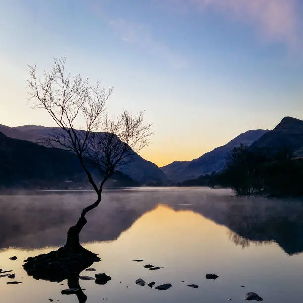 Photo of The Solitude of the Welsh Lonely Tree