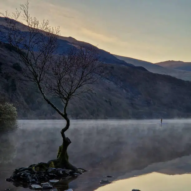 Photo of The Solitude of the Welsh Lonely Tree