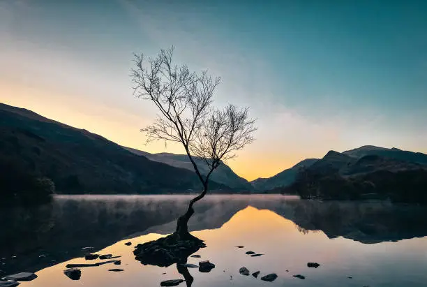 Photo of The Solitude of the Welsh Lonely Tree