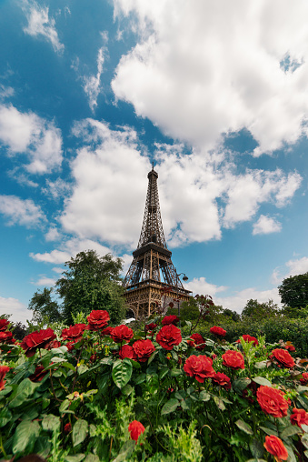 Low angle view of Tour Eiffel with blue cloudy sky and red roses. The Eiffel Tower (French: tour Eiffel) is a wrought-iron lattice tower on the Champ de Mars in Paris, France, and its tallest structure. It is named after the engineer Gustave Eiffel, whose company designed and built the tower. Locally nicknamed \