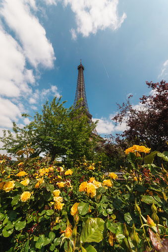 Low angle view of Tour Eiffel with blue cloudy sky and yellow roses. The Eiffel Tower (French: tour Eiffel) is a wrought-iron lattice tower on the Champ de Mars in Paris, France, and its tallest structure. It is named after the engineer Gustave Eiffel, whose company designed and built the tower. Locally nicknamed \