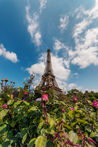 Low angle view of Tour Eiffel with blue cloudy sky and fuchsia roses. The Eiffel Tower (French: tour Eiffel) is a wrought-iron lattice tower on the Champ de Mars in Paris, France, and its tallest structure. It is named after the engineer Gustave Eiffel, whose company designed and built the tower. Locally nicknamed \