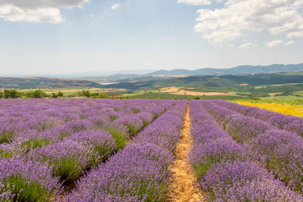 istock Lavender field and purple lavender flowers 1510768140