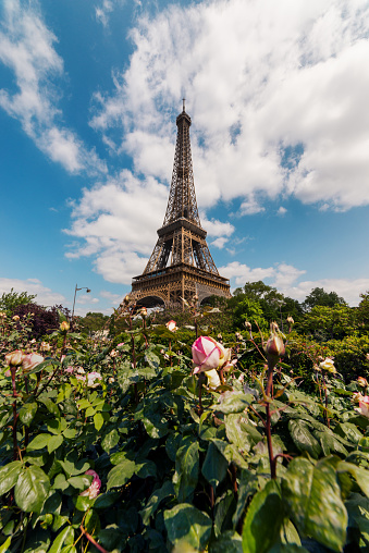 Beautiful view of Tour Eiffel with blue cloudy sky and pink roses. The Eiffel Tower (French: tour Eiffel) is a wrought-iron lattice tower on the Champ de Mars in Paris, France, and its tallest structure. It is named after the engineer Gustave Eiffel, whose company designed and built the tower. Locally nicknamed \