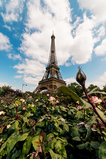 Beautiful view of Tour Eiffel with blue cloudy sky and pink roses and blossoms. The Eiffel Tower (French: tour Eiffel) is a wrought-iron lattice tower on the Champ de Mars in Paris, France, and its tallest structure. It is named after the engineer Gustave Eiffel, whose company designed and built the tower. Locally nicknamed \