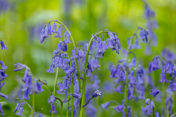 common bluebell close up (hyacinthoides non-scripta), native or english bluebells in forest or woodland garden, uk - common harebell imagens e fotografias de stock