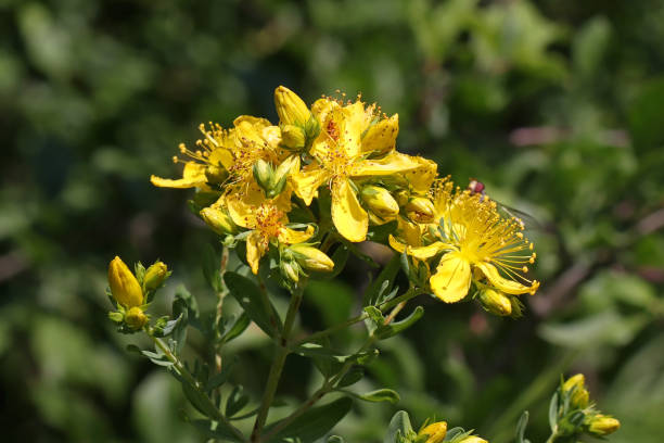 istock St. Johnswort - Common St. Johnswort (Hypericum perforatum). 1510775464