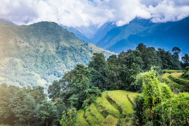 istock green field of rice in nepal 1510775995