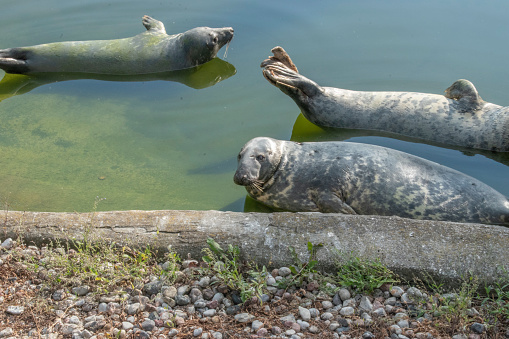 Discover the fascinating gray seal, a marine mammal inhabiting the North Atlantic Ocean. Visit the Warsaw Zoological Garden to observe these majestic creatures up close