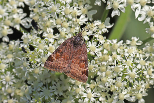 istock Yellow lining - Burnet Companion (Euclidia glyphica). 1510795823
