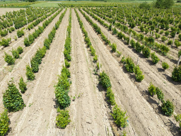 istock Drone view of young vineyards on a bright sunny day 1510795828