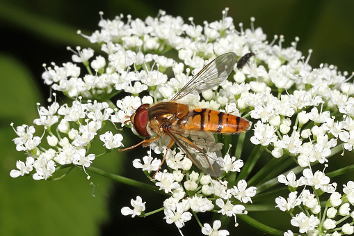 12 june 2023. Haute Yutz, Yutz, Thionville Portes de France, Moselle, Lorraine, Grand est, France. It's spring. At the edge of a path, a Marmalade Hoverfly landed on an umbelifer flower. This small hoverfly is in profile, which reveals its abdomen striped with black, yellow and orange.