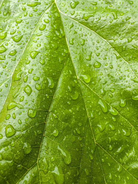 istock Green leaf with rain drops on it, nature background 1510801196