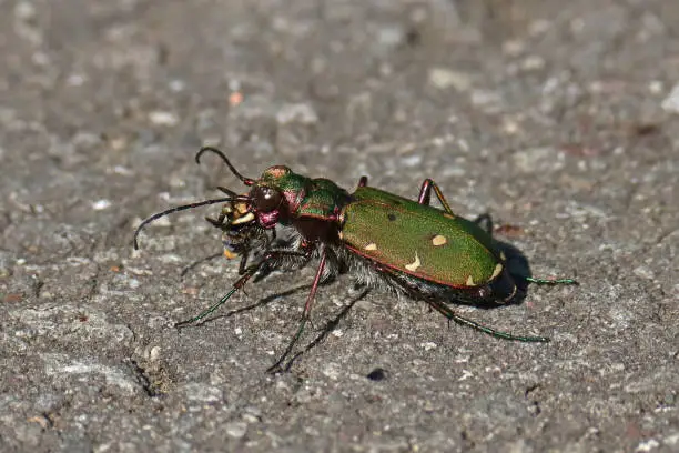 Photo of Cicindèle des champs - Green Tiger Beetle (Cicindela campestris).