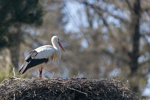 A majestic white stork perched on a large nest situated in a vibrant green forest, with a blurred background providing a stunning backdrop