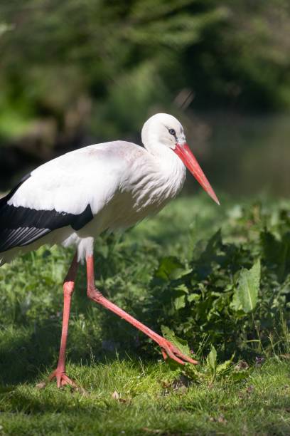 istock White stork walking ina  lush green field 1510804468