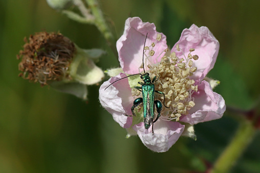 17 june 2023. Basse Yutz, Yutz, Thionville Portes de France, Moselle, Lorraine, Grand est, France. It's spring. In a public park, a male Swollen-thighed Beetle browses a bramble flower. It is a small beetle with a totally metallic green body. The first segment of his very large hind legs gave him the nickname the cyclist.
