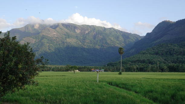 Green fields and Western Ghats mountain range,  Palakkad, Kerala,India.