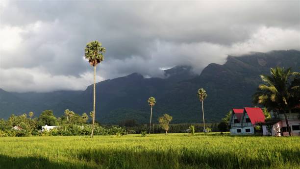 istock Green fields and tall palm trees with Western Ghats mountain range in backdrop,   Palakkad, Kerala,India. 1510812128