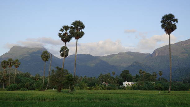 Serene village scenery in Kerala, India.