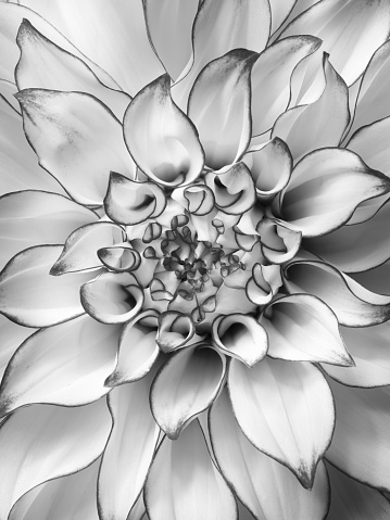 Black and white photo of dahlia flower macro background