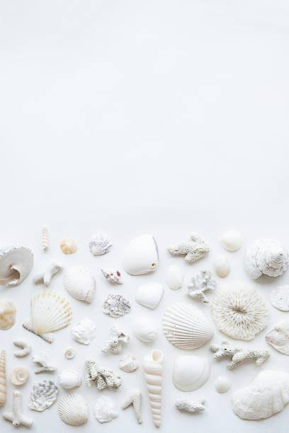 istock Seashells aesthetic layout. Monochrome summery background. 1510819795