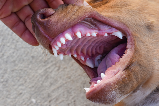Close-up of a dog teeth inside the dog's mouth