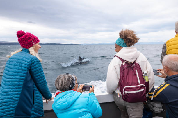 observando os golfinhos - torridon - fotografias e filmes do acervo