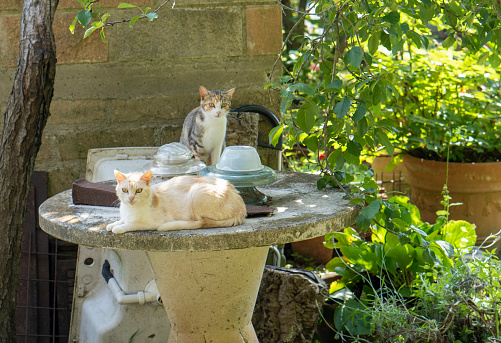 Italy Tuscany Maremma Grosseto, Three cute kittens observe mecurious